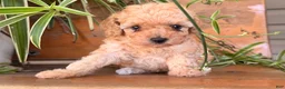 Toy Poodle dogs for sale: Missy - Ad 3
