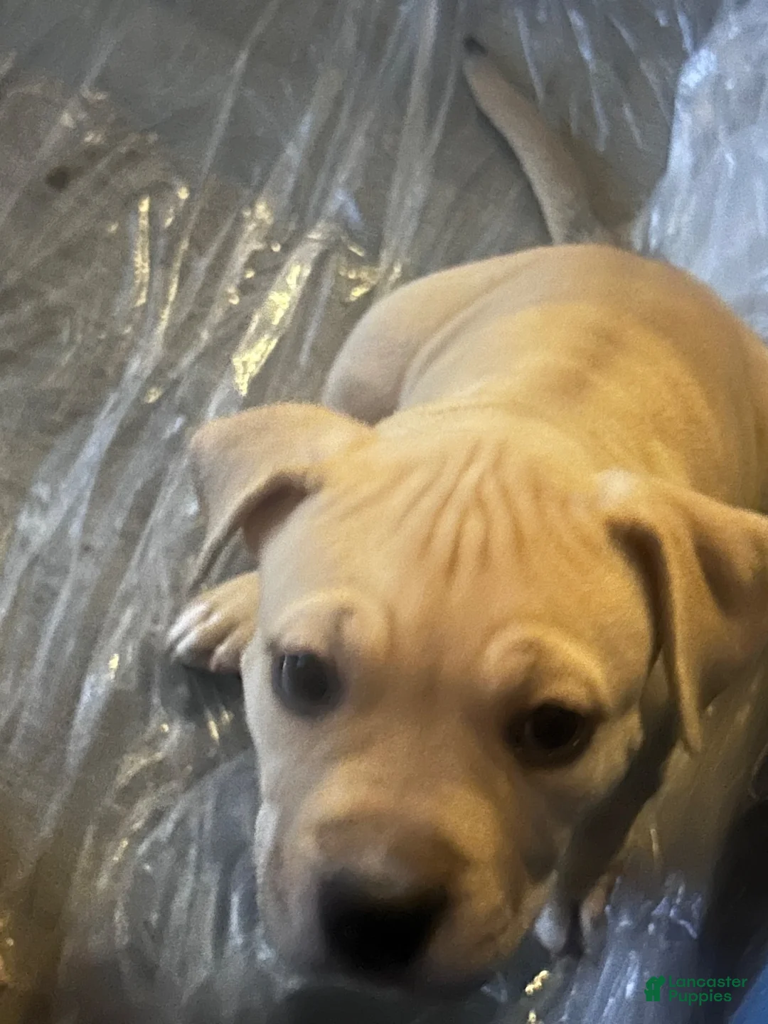 American Pit Bull Terrier dogs for sale: Sandie - Ad 2