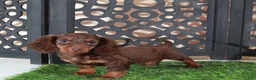 Miniature Dachshund dogs for sale: Dusty Irresistible LH Chocolate Dachshund Puppy - Ad 4
