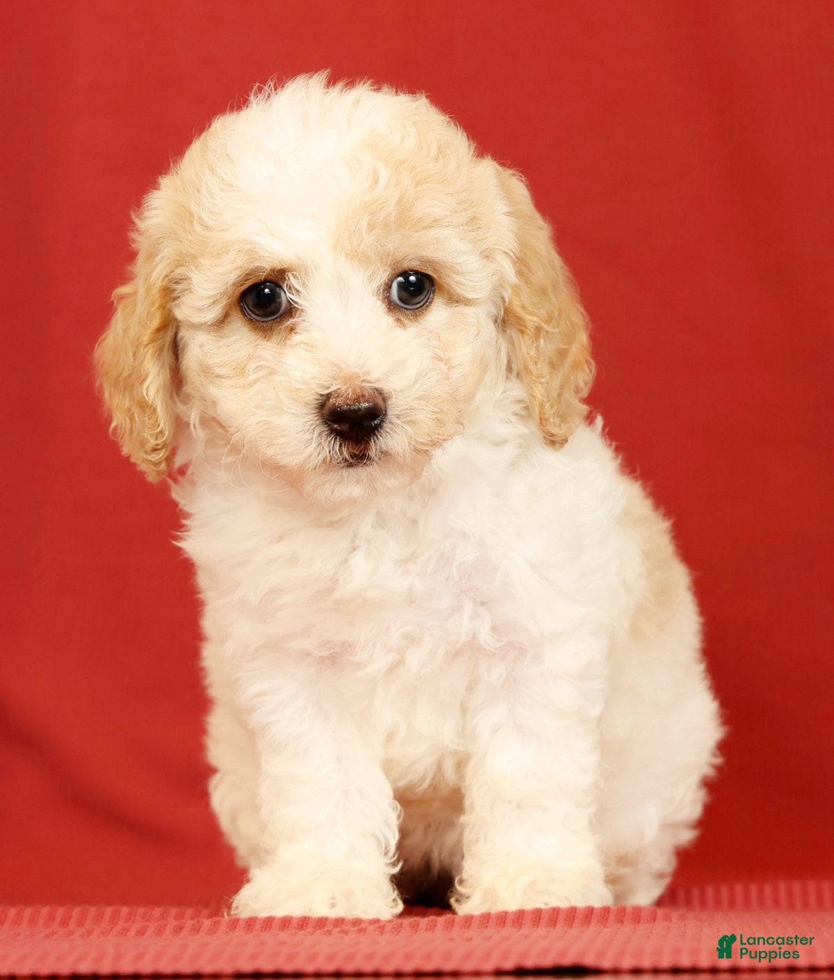 Miniature Poodle dogs Cindy - Ad 1