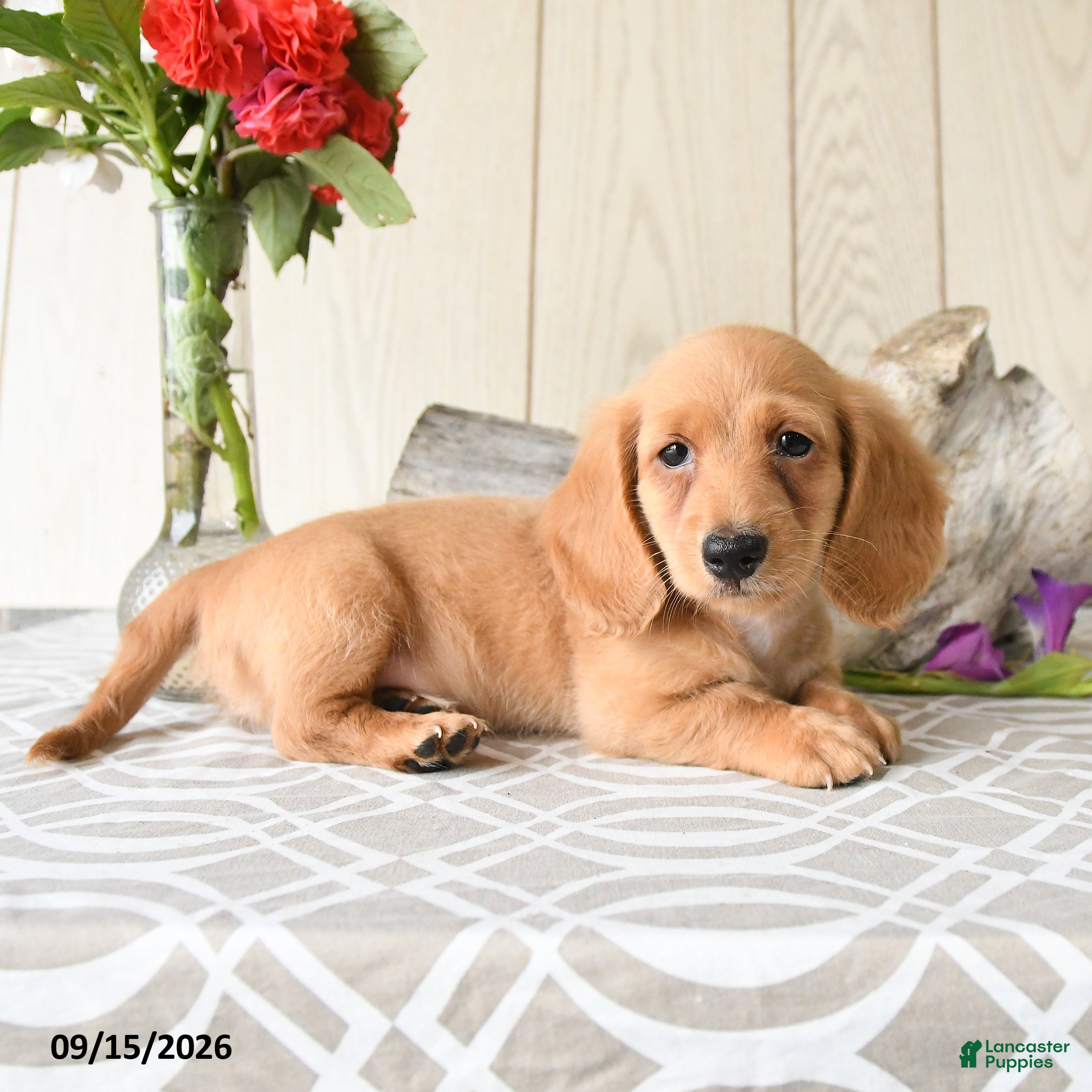 Miniature Dachshund dogs Max - Ad 2