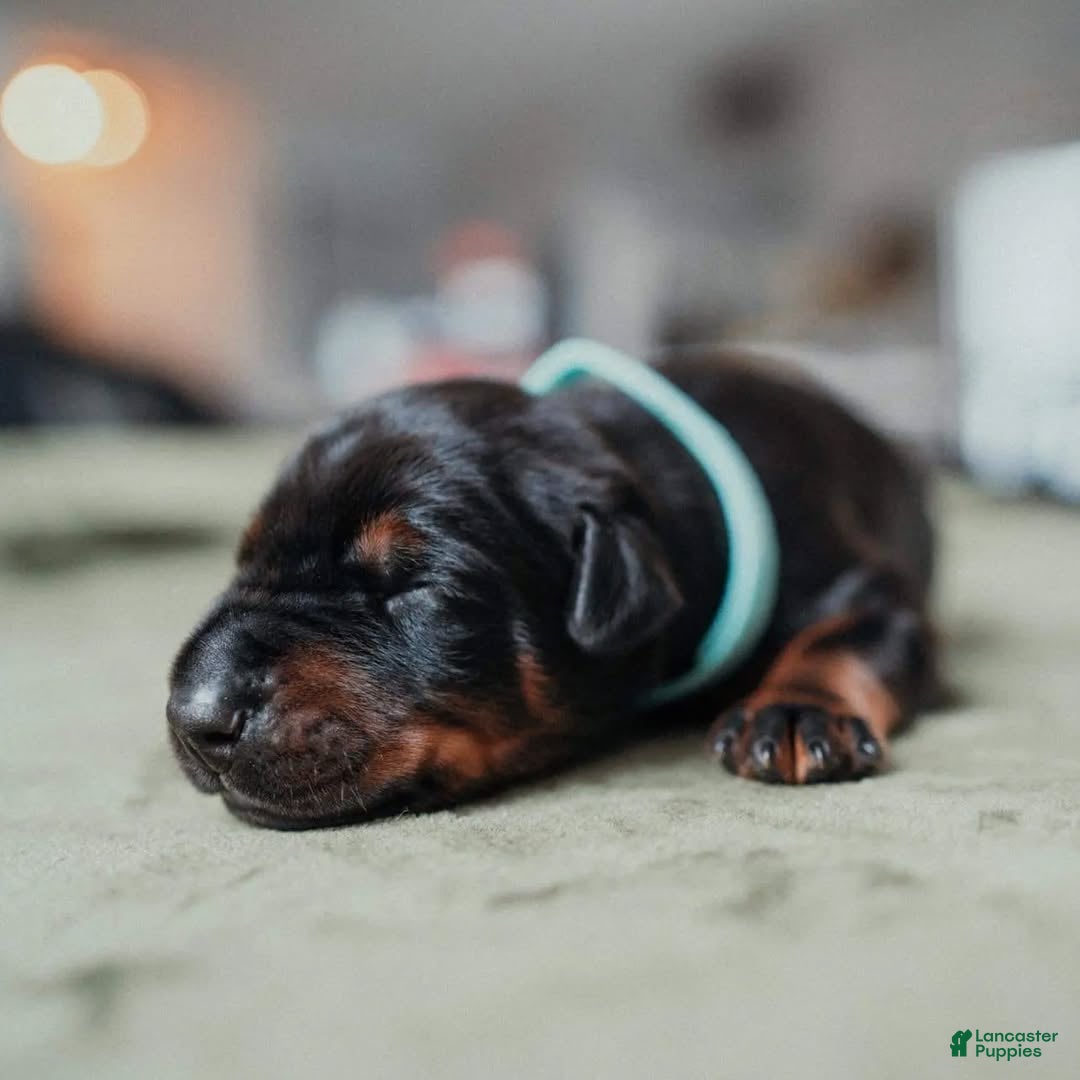 Doberman Pinscher dogs Obsidian Wildfire’s Brimstone - Ad 6