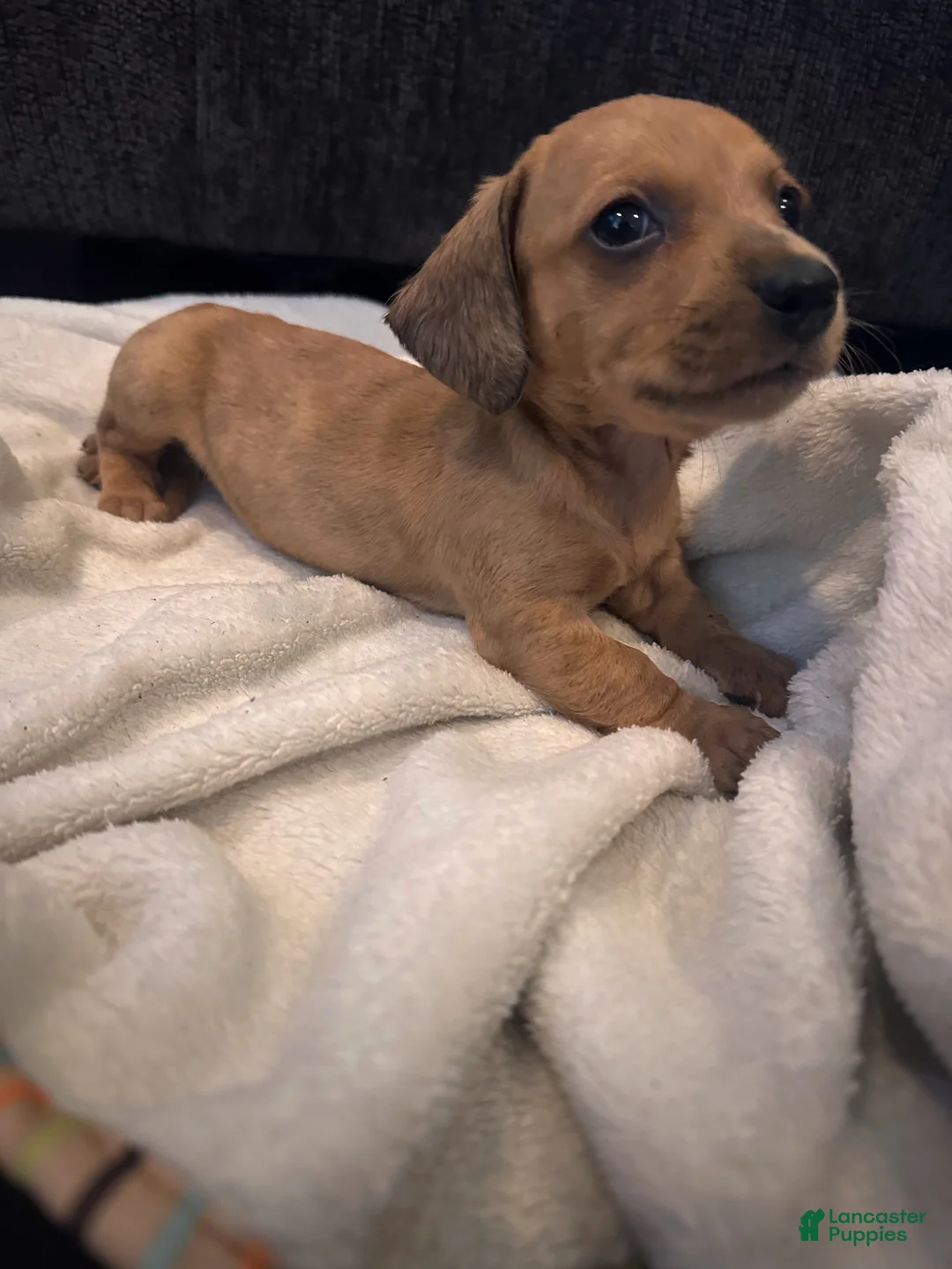 Dachshund dogs for sale: Male Two - Ad 2