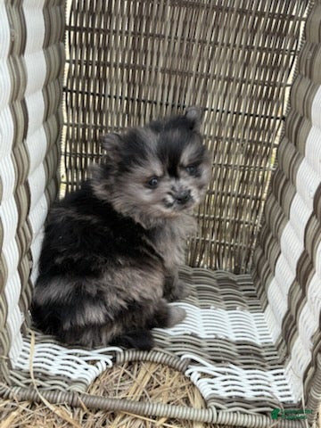 Pomeranian dogs ARLO - Ad 2