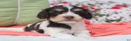 Cavapoo dogs for sale: Harmony - Ad 5
