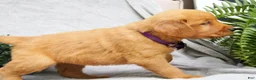 Golden Retriever dogs for sale: Maggie - Ad 6