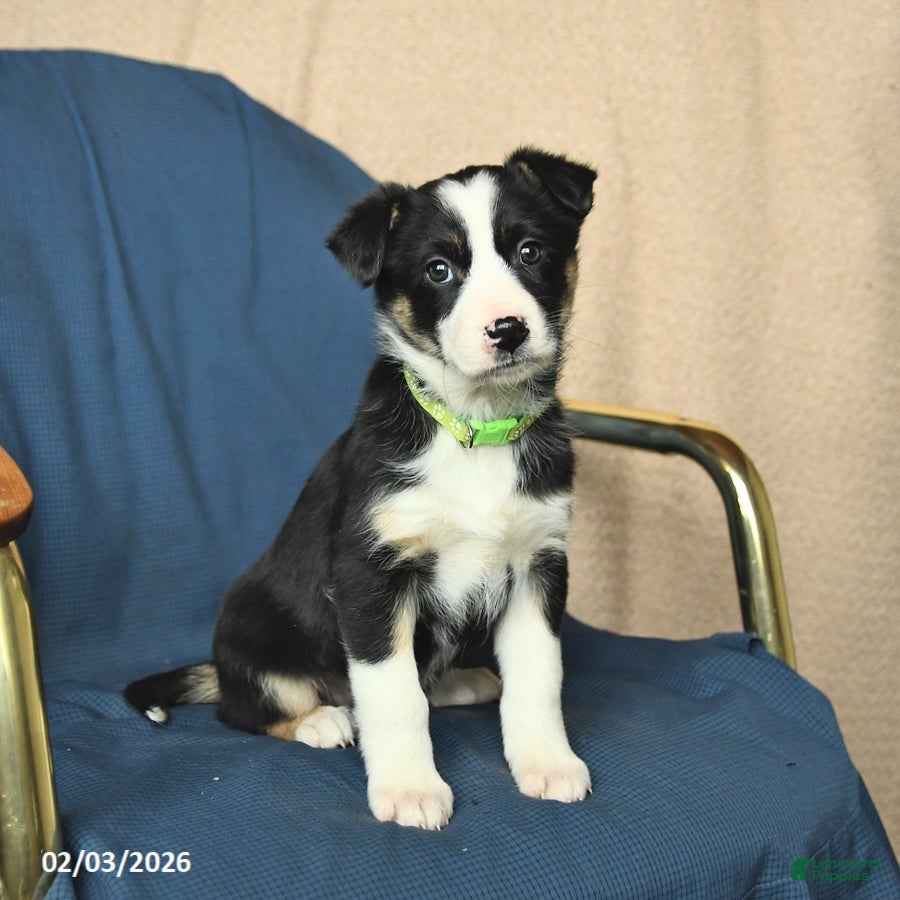 Mixed Breed dogs Ruby - Ad 30