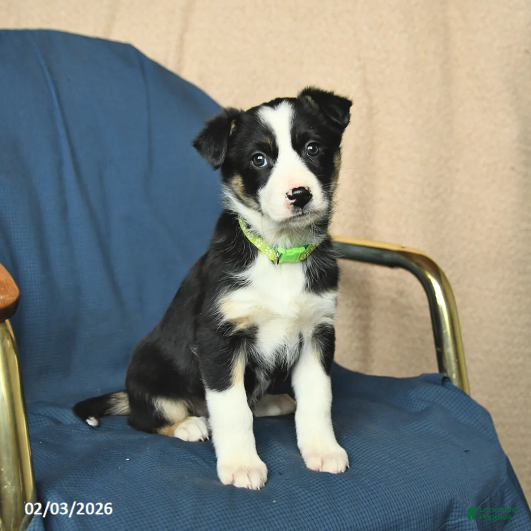 Mixed Breed dogs for sale: Ruby - Ad 1