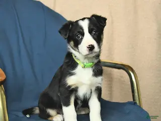 Mixed Breed dogs Ruby - Ad 30