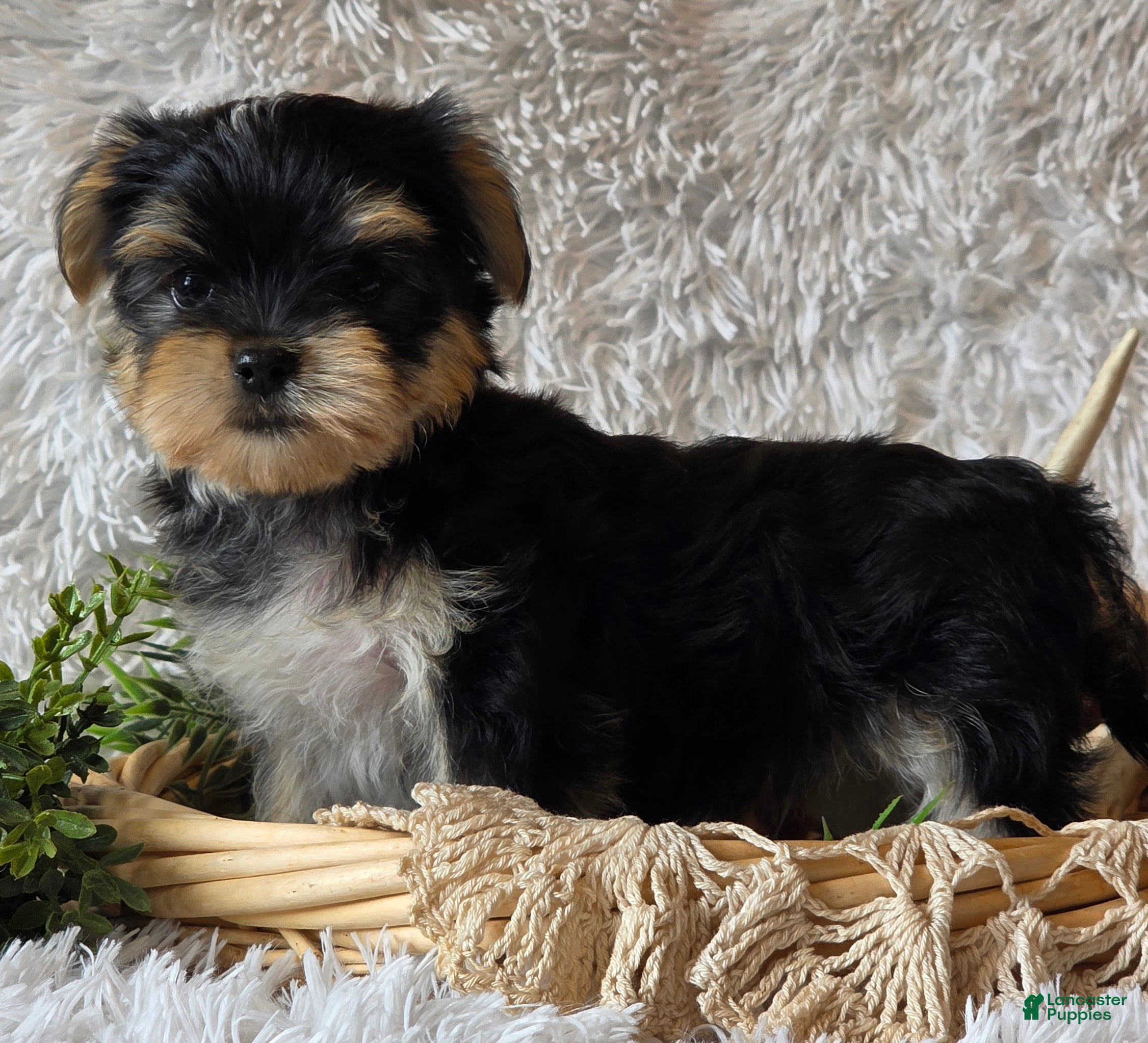 Morkie dogs Rosco - Ad 2