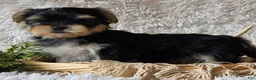 Morkie dogs for sale: Rosco - Ad 2