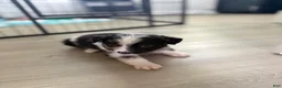 Australian Shepherd dogs for sale: Artemis  - Ad 8