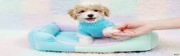 Maltipoo dogs for sale: GUCCI - Ad 3