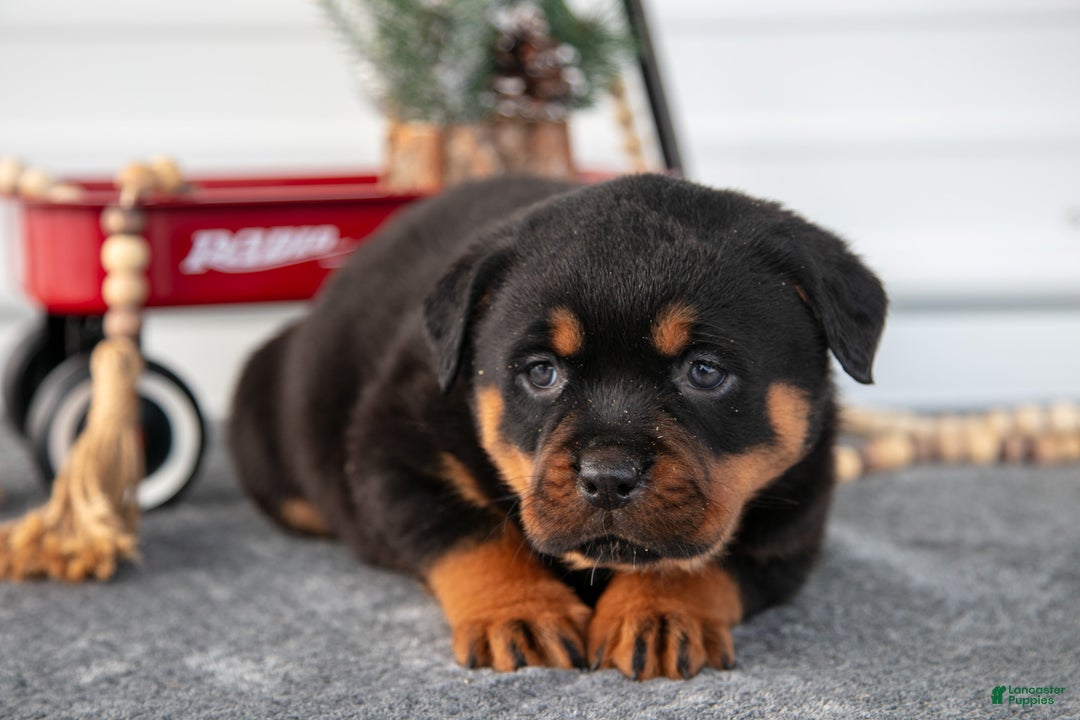 Rottweiler dogs for sale: Harper - Ad 2