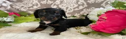 Miniature Dachshund dogs for sale: Kira - Ad 12