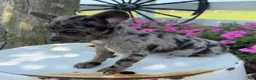 Chihuahua dogs for sale: Tina - Ad 5