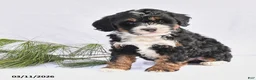 Bernedoodle dogs for sale: Bandit - Ad 3
