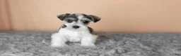Miniature Schnauzer dogs for sale: Stella - Ad 2