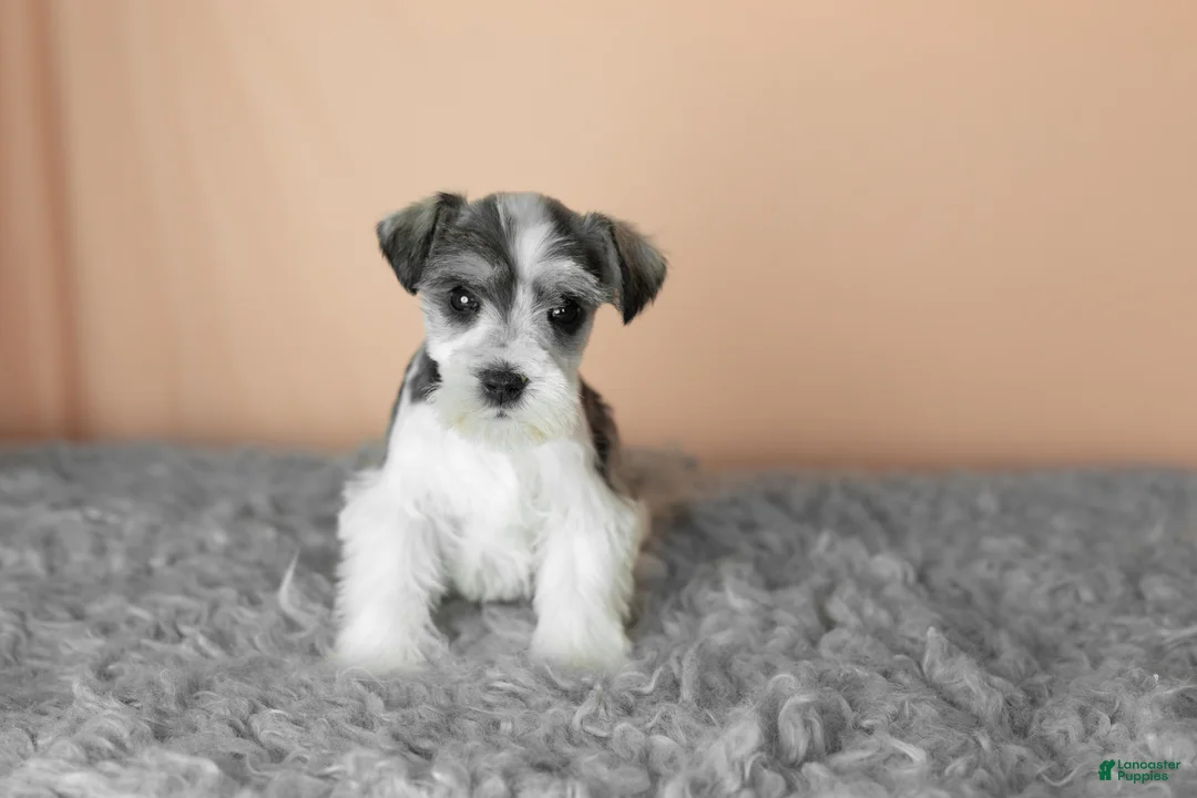 Miniature Schnauzer dogs for sale: Stella - Ad 2