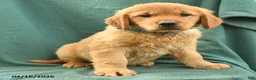 Golden Retriever dogs for sale: Ricky  - Ad 3