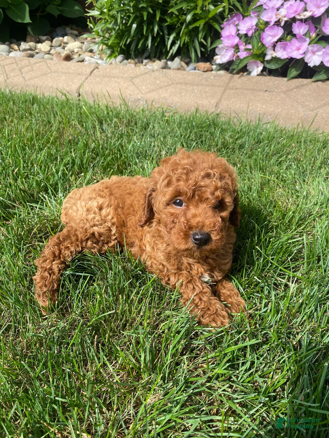 Miniature Poodle dogs for sale: Tom - Ad 2