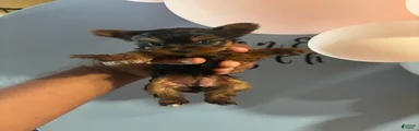 Yorkshire Terrier 2