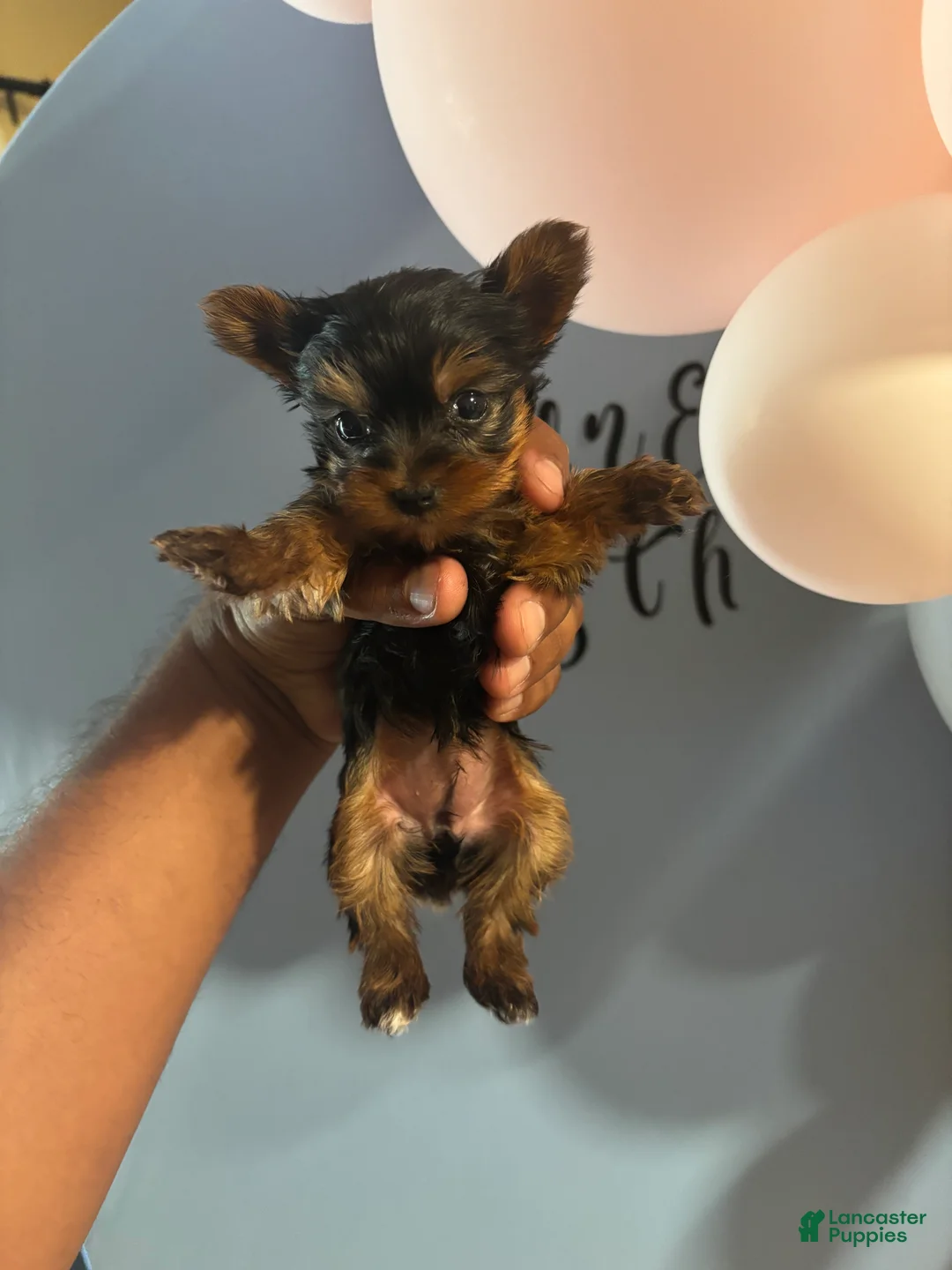 Yorkshire Terrier dogs for sale: Yorkshire Terrier 2 - Ad 1