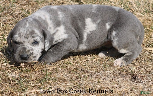 Great Dane dogs Hayley - Ad 2