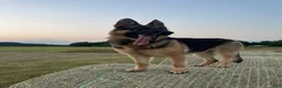 German Shepherd dogs for sale: sky - Ad 3