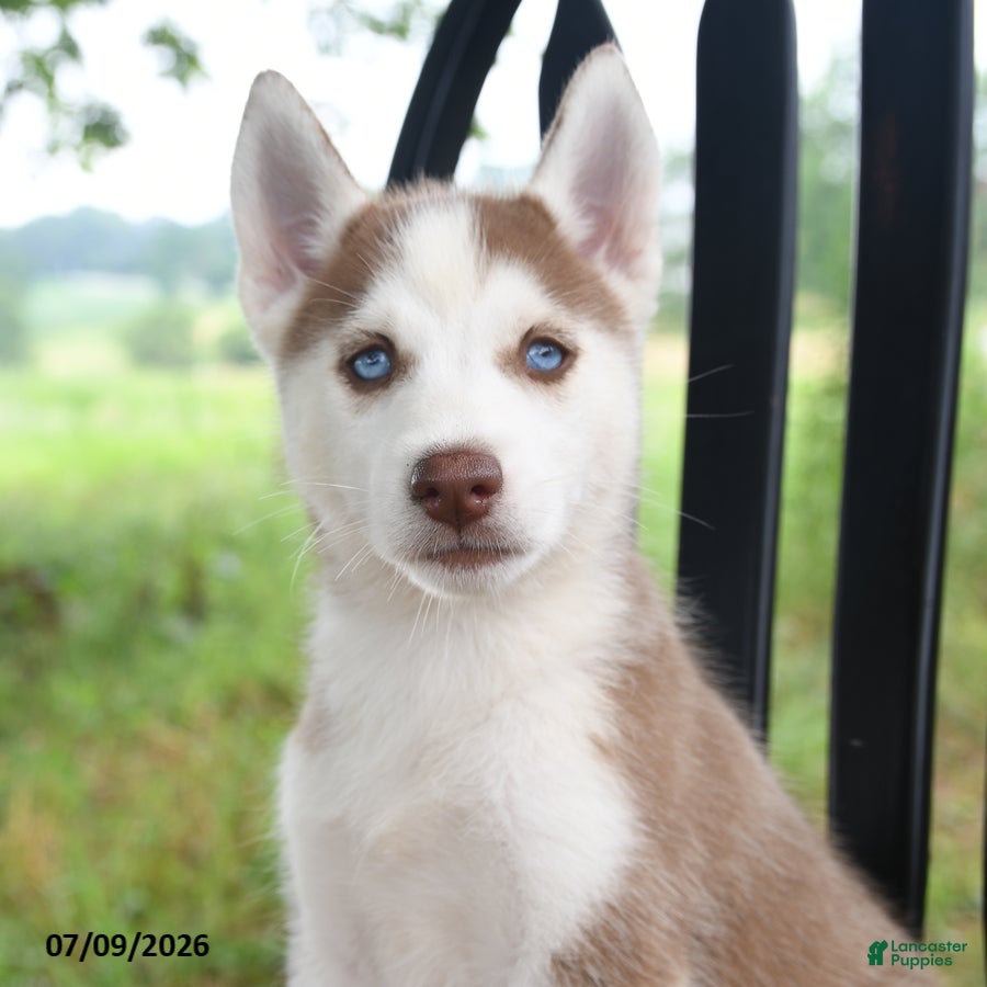 Siberian Husky dogs Sierra - Ad 2
