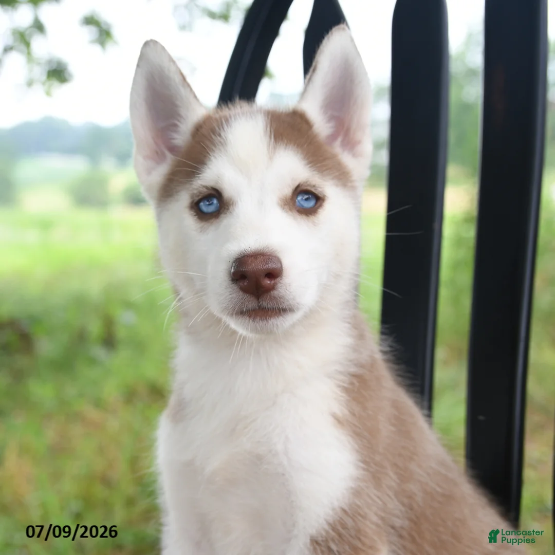 Siberian Husky dogs for sale: Sierra - Ad 2
