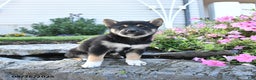 Shiba Inu dogs for sale: Veronica - Ad 9