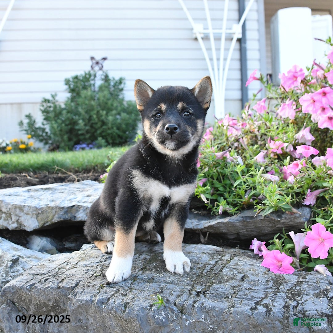 Shiba Inu dogs for sale: Veronica - Ad 9