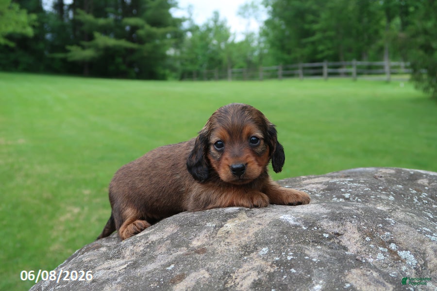 Miniature Dachshund dogs Archie - Ad 1