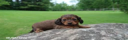 Miniature Dachshund dogs for sale: Archie - Ad 1