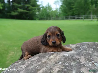 Miniature Dachshund dogs for sale: Archie - Ad 1