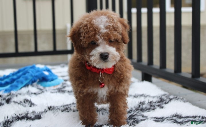 Bichpoo dogs Tyson - Ad 2