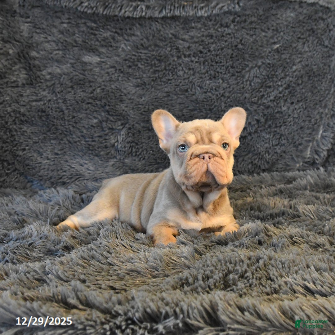 French Bulldog dogs for sale: Lorie - Ad 2