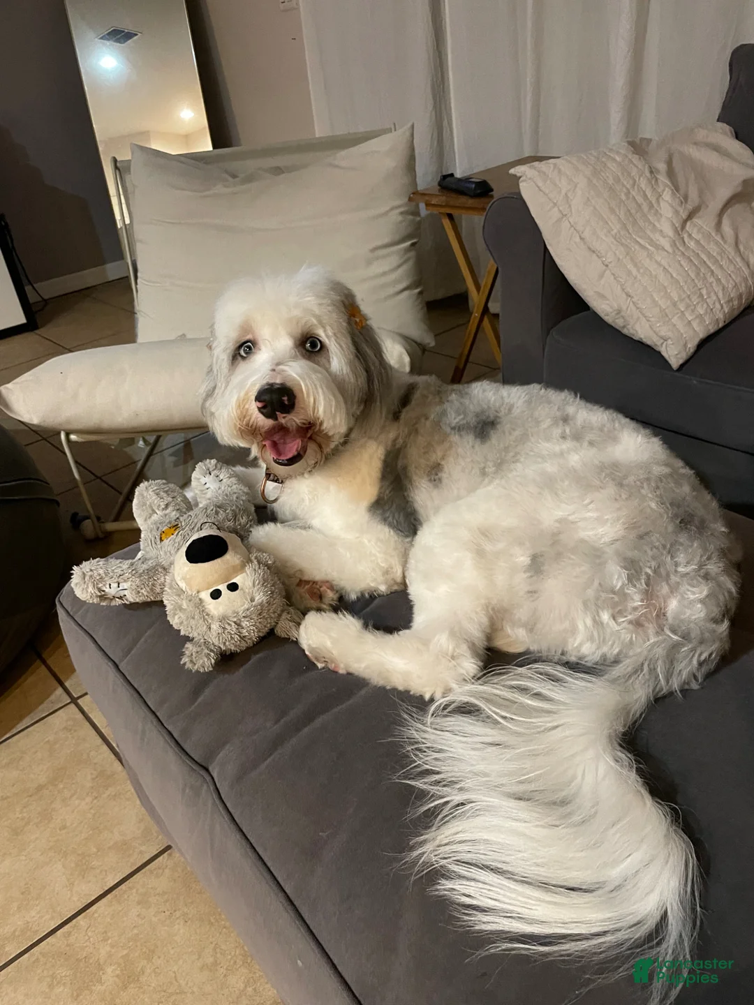 Sheepadoodle dogs for sale: Sheepadoodle Puppy 7 - Ad 2