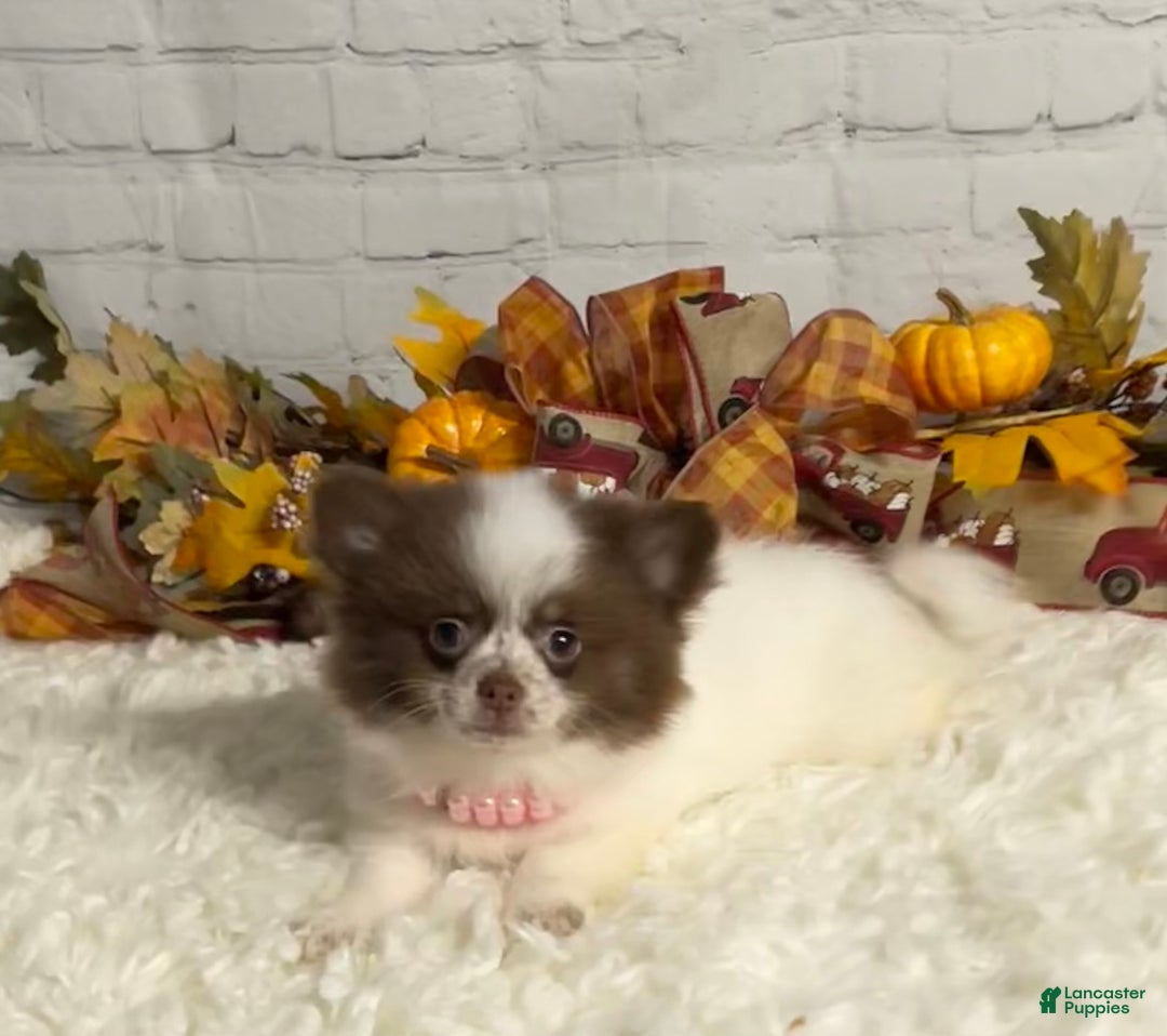 Chihuahua dogs for sale: Chihuahua Puppy 1 - Ad 8