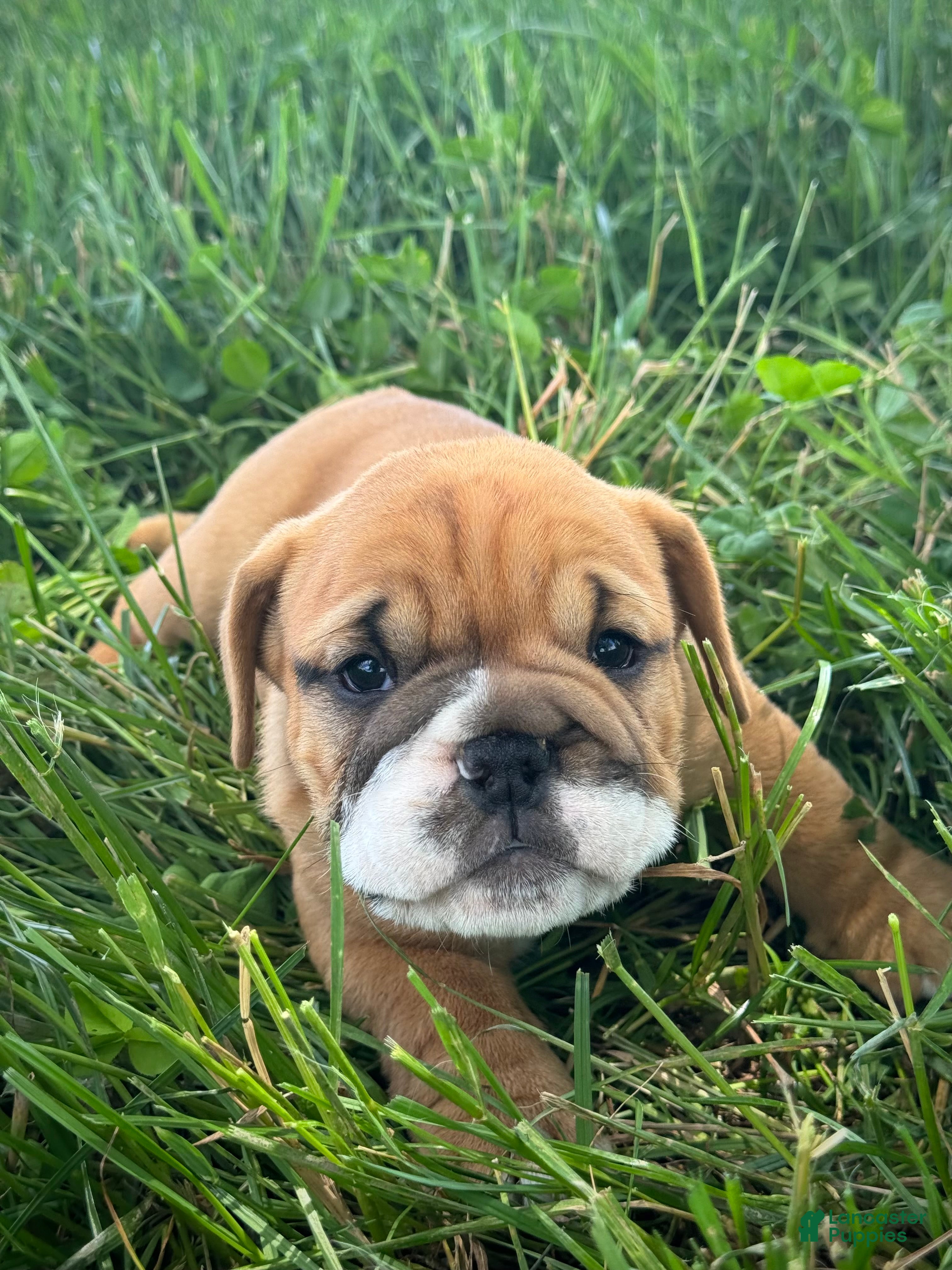 English Bulldog dogs Daisy - Ad 1
