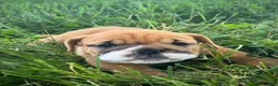 English Bulldog dogs for sale: Daisy - Ad 8