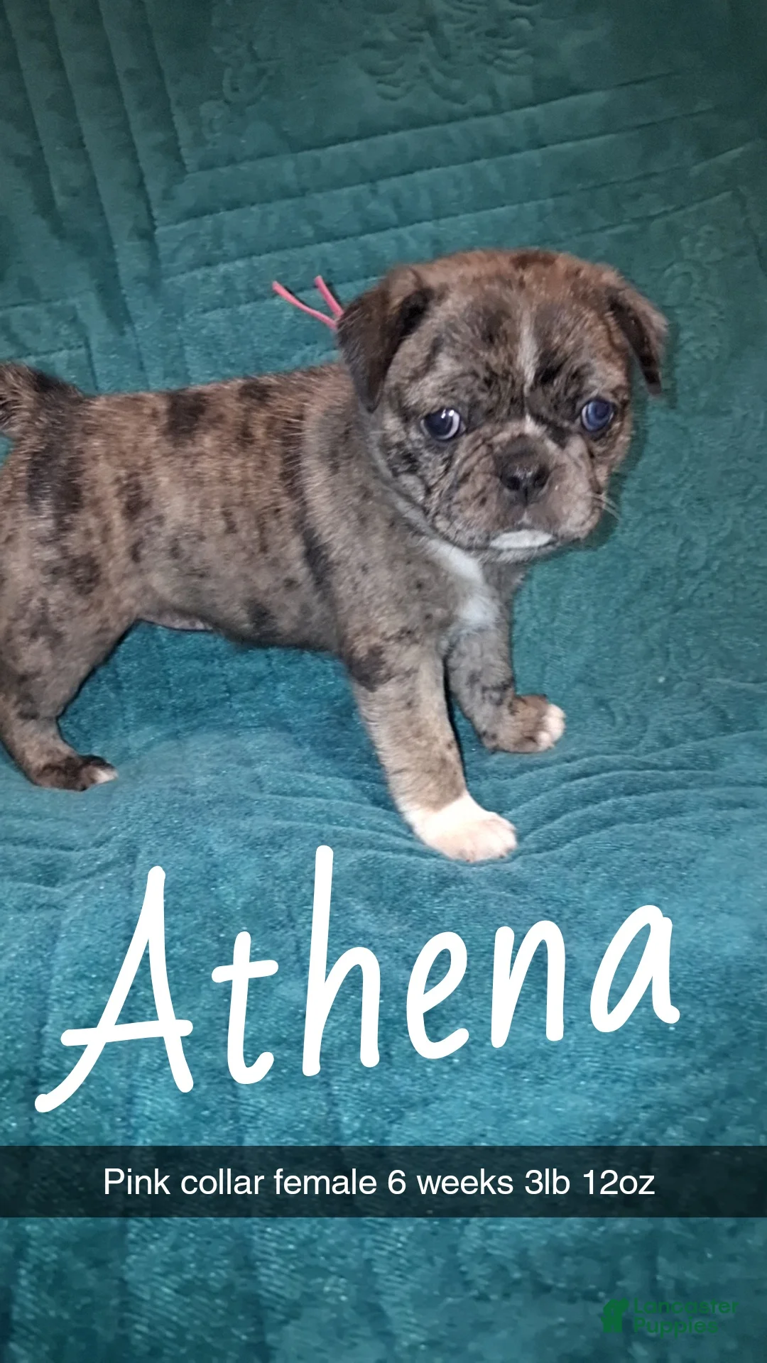 Pug dogs for sale: Athena  - Ad 1