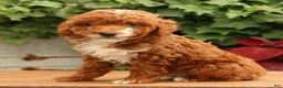 Miniature Poodle dogs for sale: Sawyer - Ad 3