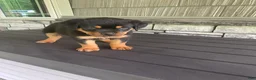 Rottweiler dogs for sale: Rottweiler 3 - Ad 8