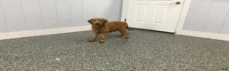 Mini Goldendoodle dogs for sale: Kloe - Ad 5