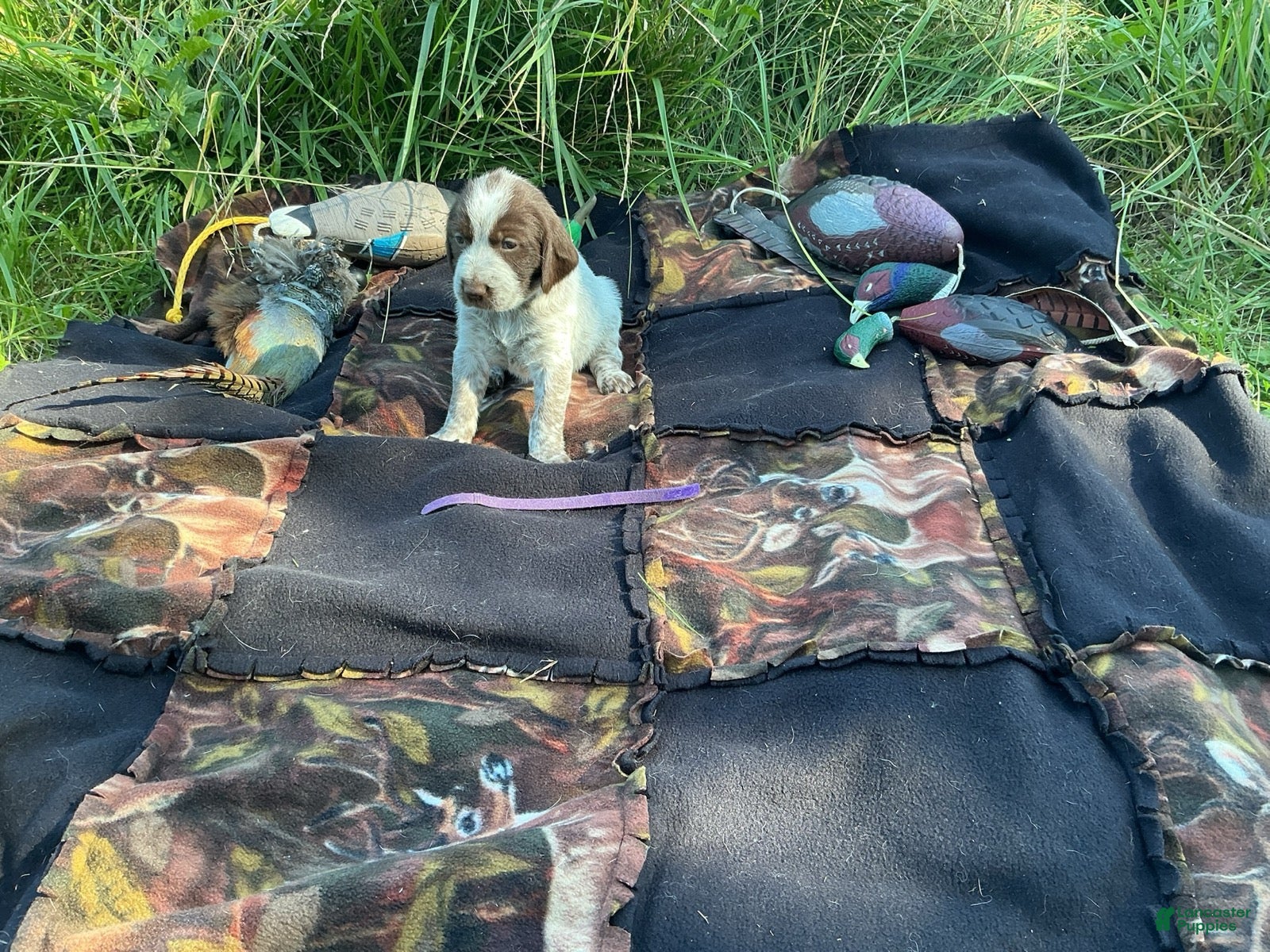 Wirehaired Pointing Griffon dogs Wirehaired Pointing Griffon Female 4 - Ad 33