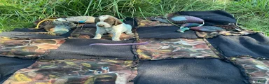 Wirehaired Pointing Griffon Female 4