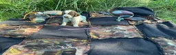 Wirehaired Pointing Griffon dogs for sale: Wirehaired Pointing Griffon Female 4 - Ad 1