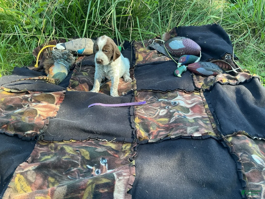 Wirehaired Pointing Griffon dogs for sale: Wirehaired Pointing Griffon Female 4 - Ad 1
